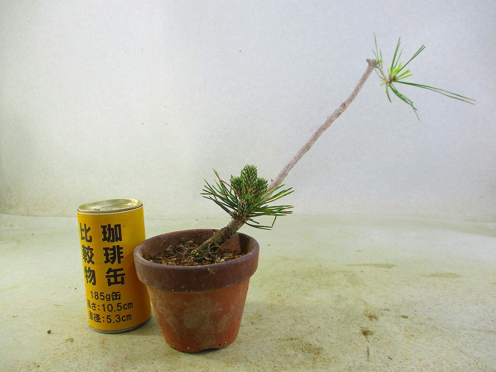 [.. shop green ..].. Japanese black pin connection tree seedling (5562) total height :24.* same packing is [ together transactions ] procedure strict observance * postage clear writing * explanation obligatory reading 