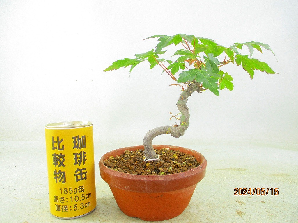 [.. shop green ..]momiji(5955 plant pot ) total height :23.* same packing is [ together transactions ] procedure strict observance * postage clear writing * explanation obligatory reading 