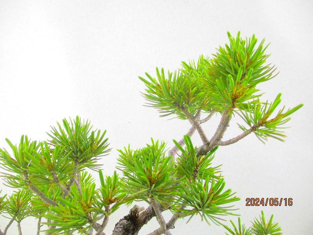 [.. shop green ..]. leaf pine (51054 plant pot ) total height :34.* same packing is [ together transactions ] procedure strict observance * postage clear writing * explanation obligatory reading 