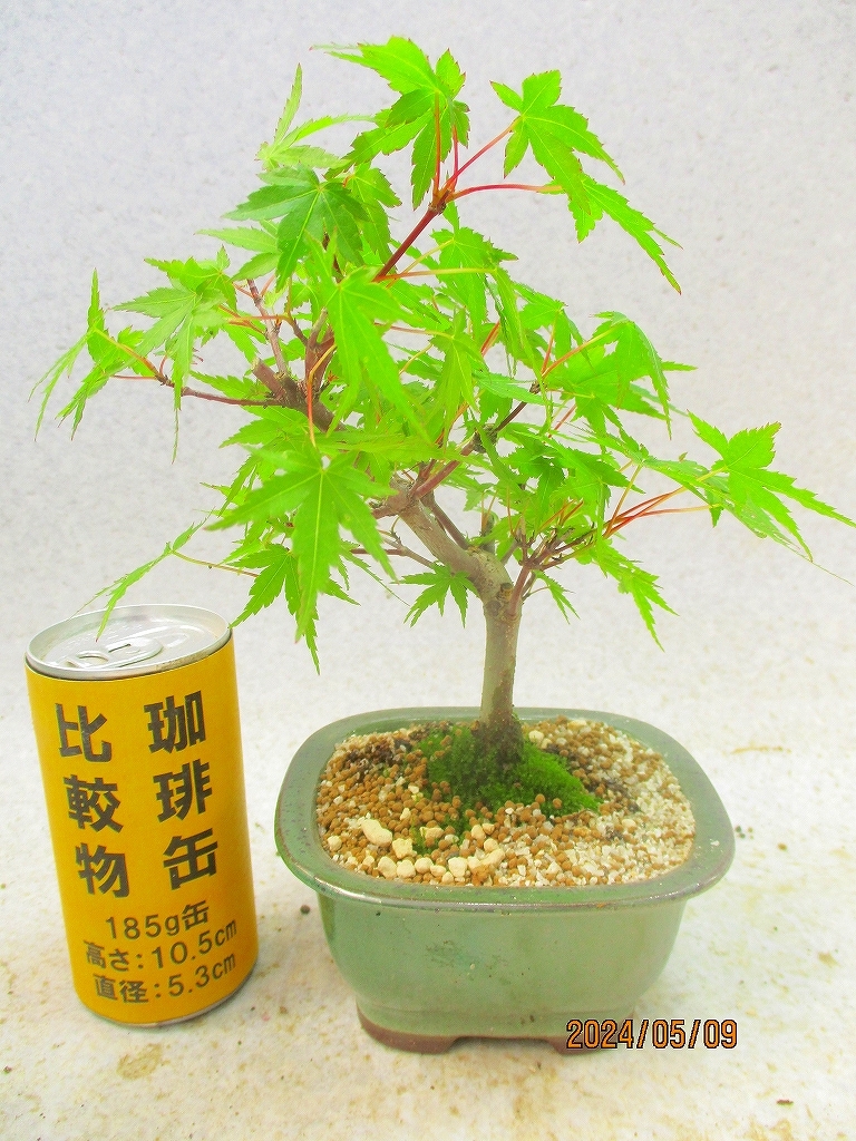 [.. shop green ..] Kiyoshi .momiji(5400... length person pot ) total height :23.* same packing is [ together transactions ] procedure strict observance * postage clear writing * explanation obligatory reading 