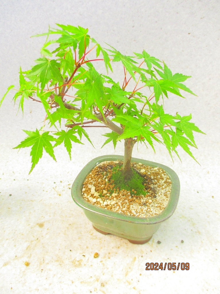 [.. shop green ..] Kiyoshi .momiji(5400... length person pot ) total height :23.* same packing is [ together transactions ] procedure strict observance * postage clear writing * explanation obligatory reading 