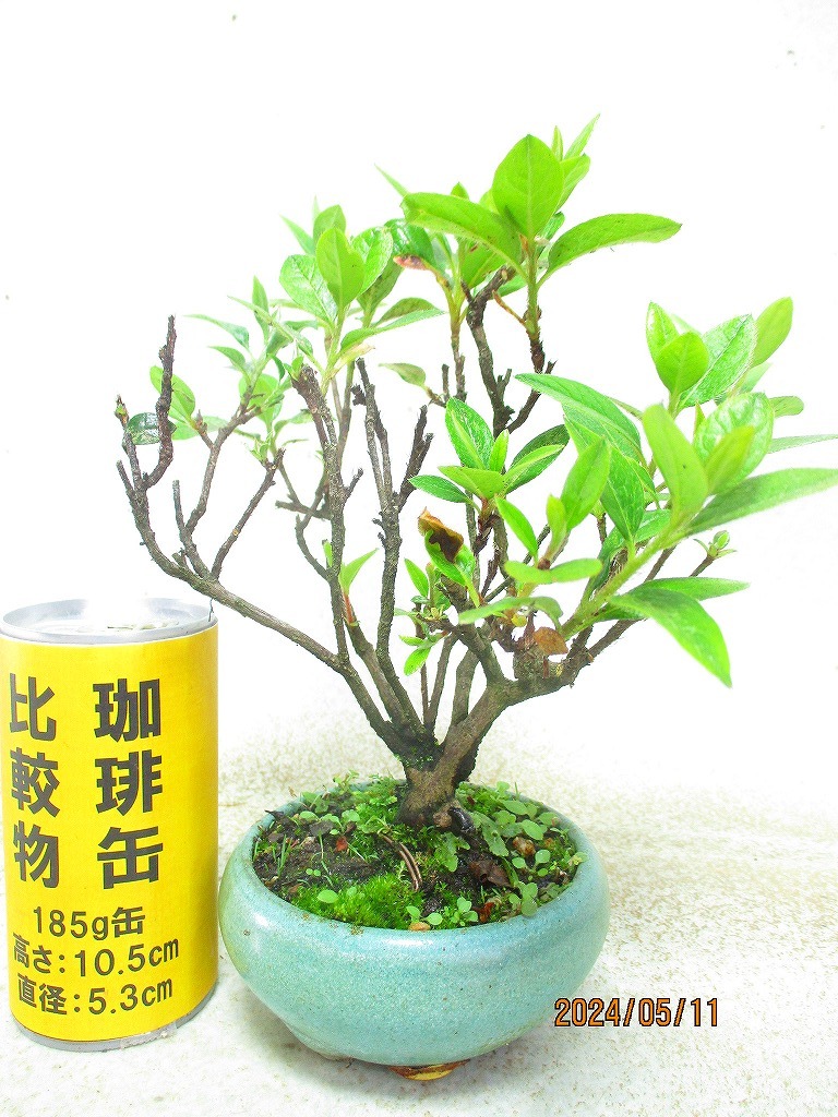 [讃岐屋緑兵衛] 皐月 品種不明 花無(5701均釉丸鉢)全高：23㎝※同梱包は「まとめて取引」手続厳守※送料明記＊説明必読_画像1