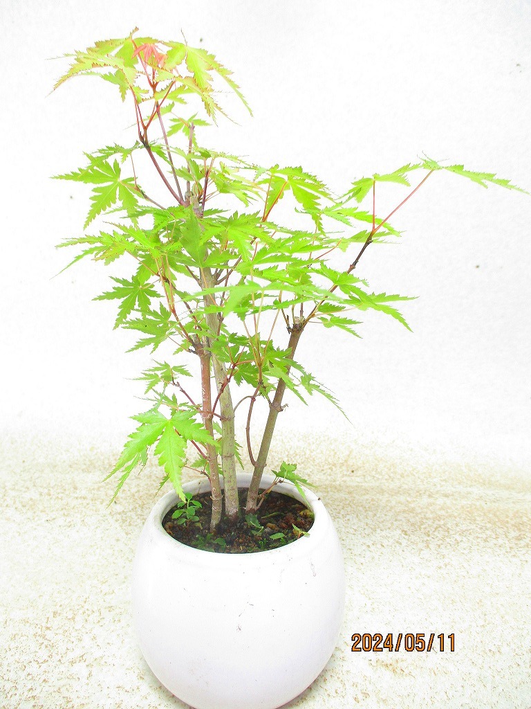 [.. shop green ..]momiji..(5705 white . circle pot ) total height :28.* same packing is [ together transactions ] procedure strict observance * postage clear writing * explanation obligatory reading 