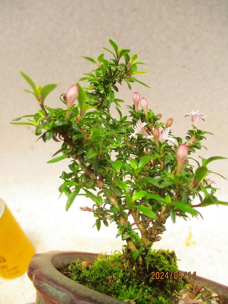 [讃岐屋緑兵衛]姫香丁木 5/14開花～花変化想定 (5854丸鉢)全高：15㎝【小型送料】※同梱包は「まとめて取引」手続厳守※送料明記＊説明必読_画像8