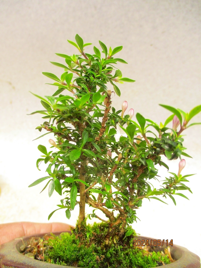 [讃岐屋緑兵衛]姫香丁木 5/14開花～花変化想定 (5854丸鉢)全高：15㎝【小型送料】※同梱包は「まとめて取引」手続厳守※送料明記＊説明必読_画像7