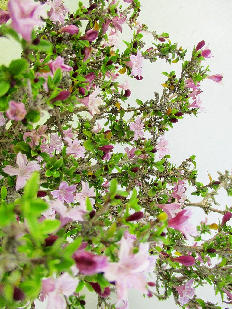 [讃岐屋緑兵衛]香丁木 5/7開花〜花変化想定(5572駄温鉢)全高：33㎝※同梱包は「まとめて取引」手続厳守※送料明記＊説明必読_画像3