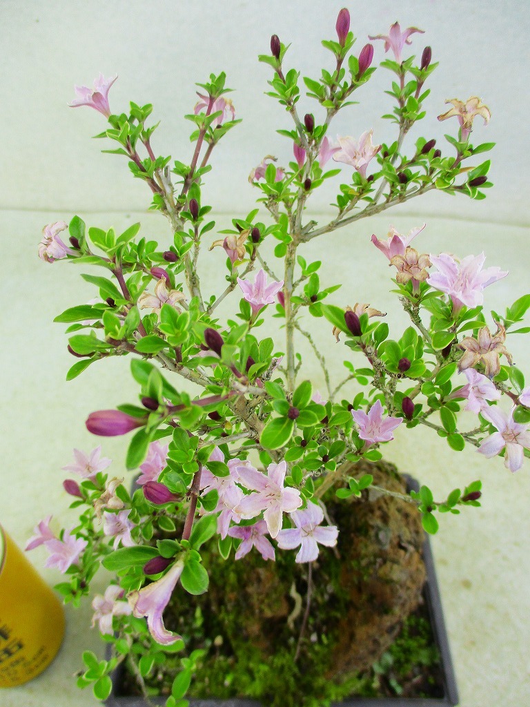 [讃岐屋緑兵衛]香丁木 5/7開花〜花変化想定(5573長方プラ鉢)全高：22㎝※同梱包は「まとめて取引」手続厳守※送料明記＊説明必読_画像8