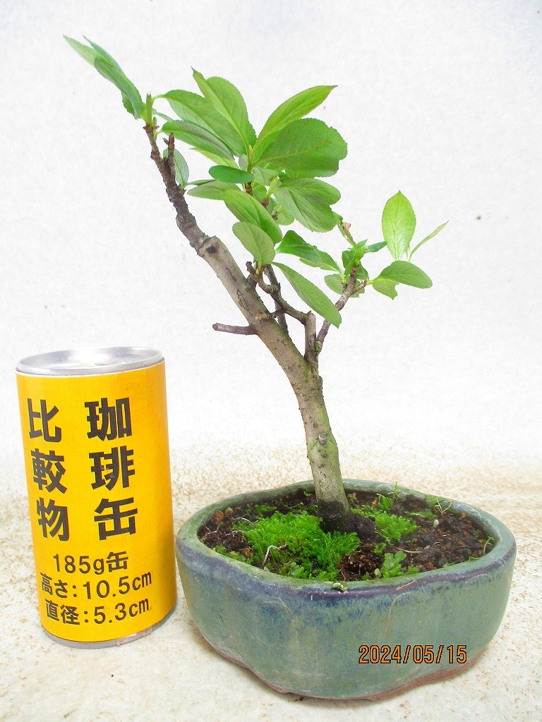 [讃岐屋緑兵衛]西洋カマツカ(51072瑠璃釉木爪鉢)全高：20㎝※同梱包は「まとめて取引」手続厳守※送料明記＊説明必読_画像1