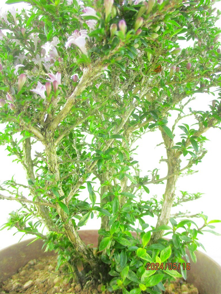 [.. shop green ..]... number tree 5/16 blooming ~ flower change supposition (5994 tea circle pra pot ) total height :32.* same packing is [ together transactions ] procedure strict observance * postage clear writing * explanation obligatory reading 