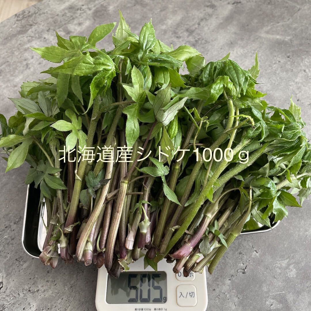 北海道産 天然物 シドケ モミジガサ 1kg_画像1