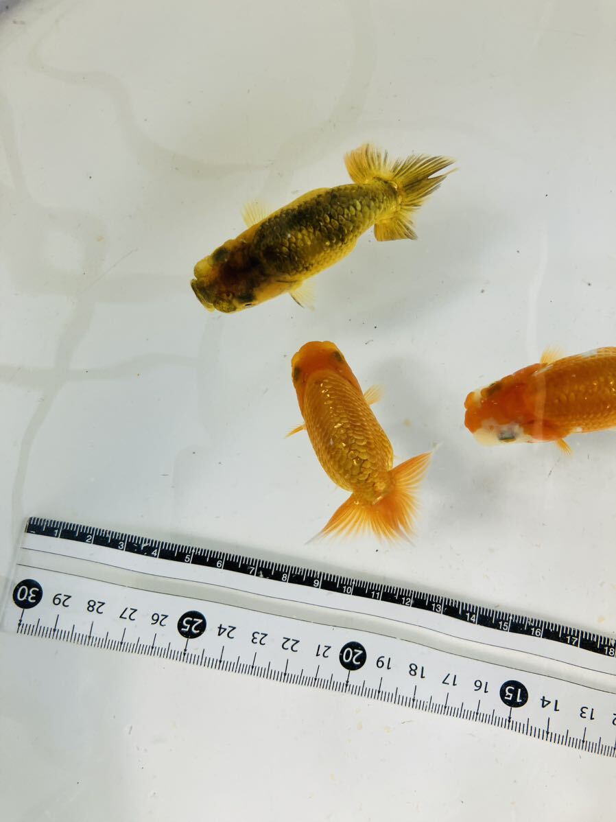 [ dream raw golgfish ] quality goods this year 7~8 centimeter 7 pcs No.12