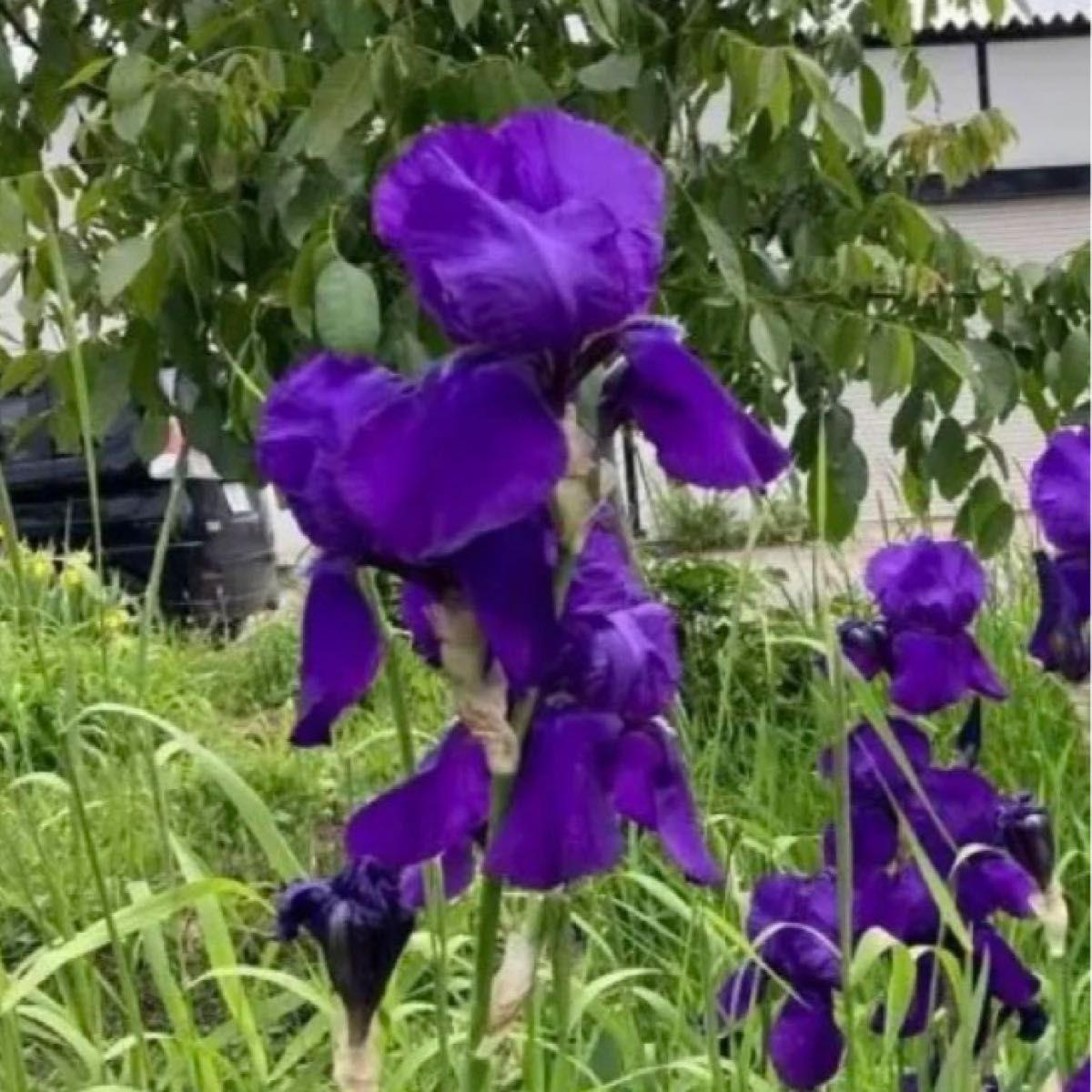ジャーマンアイリス　紫色　5株