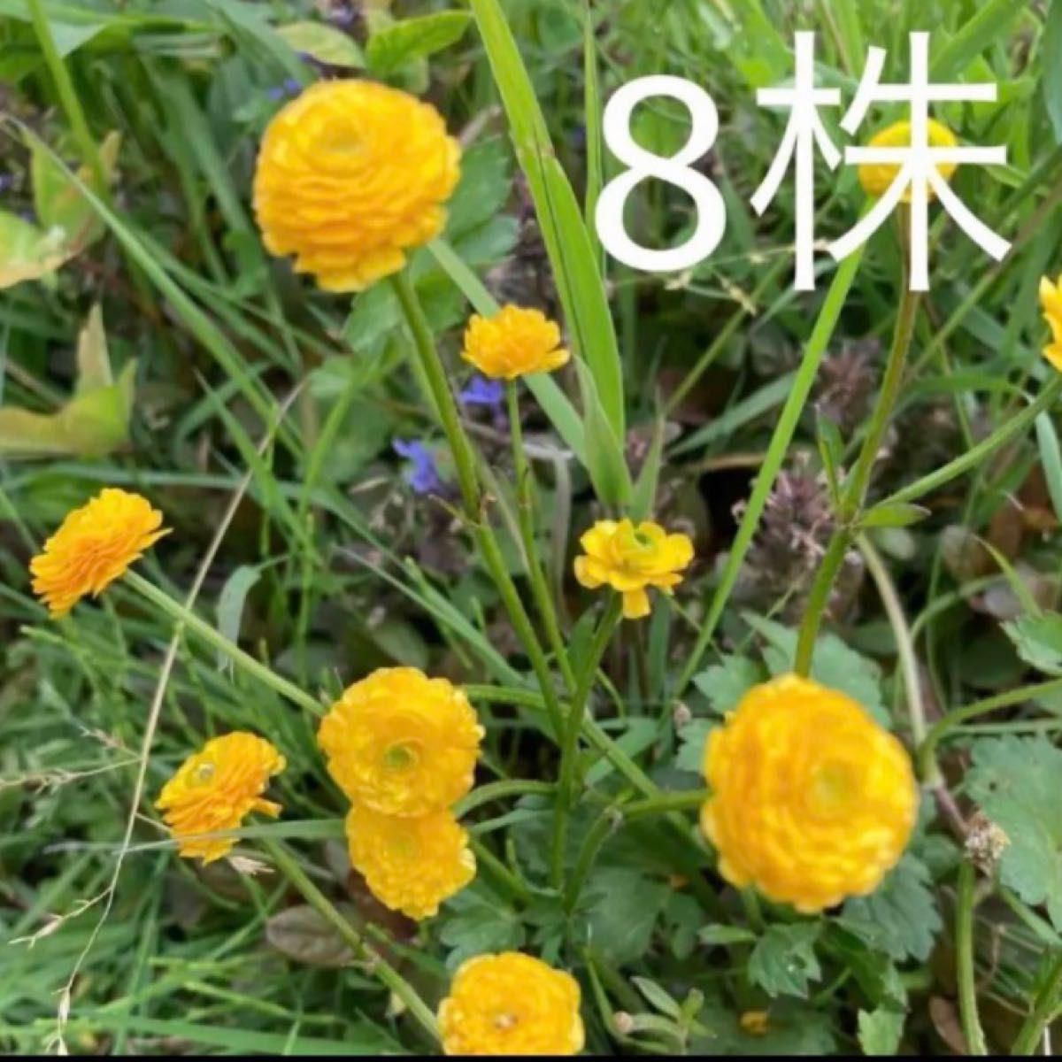 ラナンキュラスゴールドコイン　8苗　北海道家庭菜園