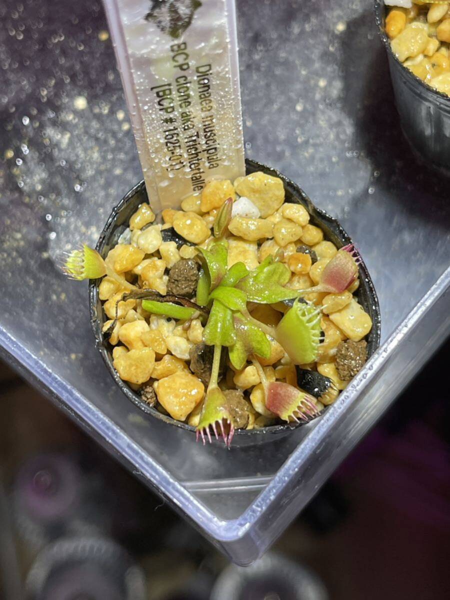 Dionaea muscipula BCP clone aka Trichterfalle [BCP # 1625-01] ハエトリソウ 4cm 2株 食虫植物 観葉植物の画像2