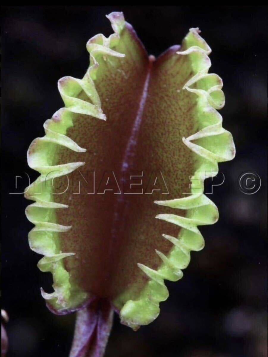 Dionaea muscipula Carnivoria Versipellem ディオネアマスシプラ バーシペレム ハエトリソウ ハエトリグサ 4cm 食虫植物 観葉植物_画像1