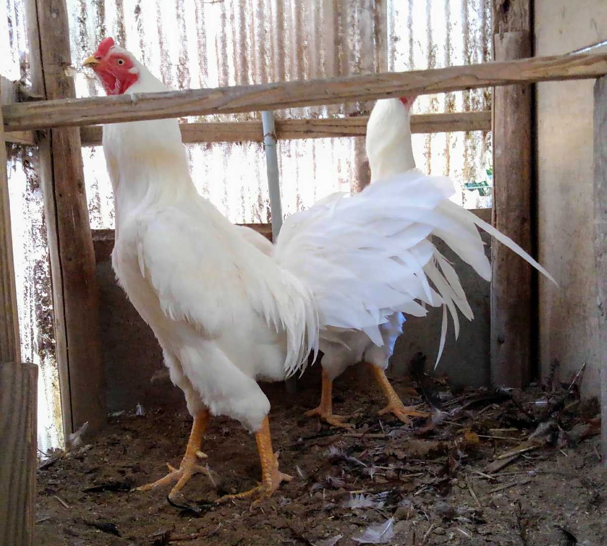 天然記念物薩摩鶏【鹿児島産】太白(たいはく)【食用有精卵6個】YouTubeみっちー薩摩鶏で親鶏を確認してください。_画像7