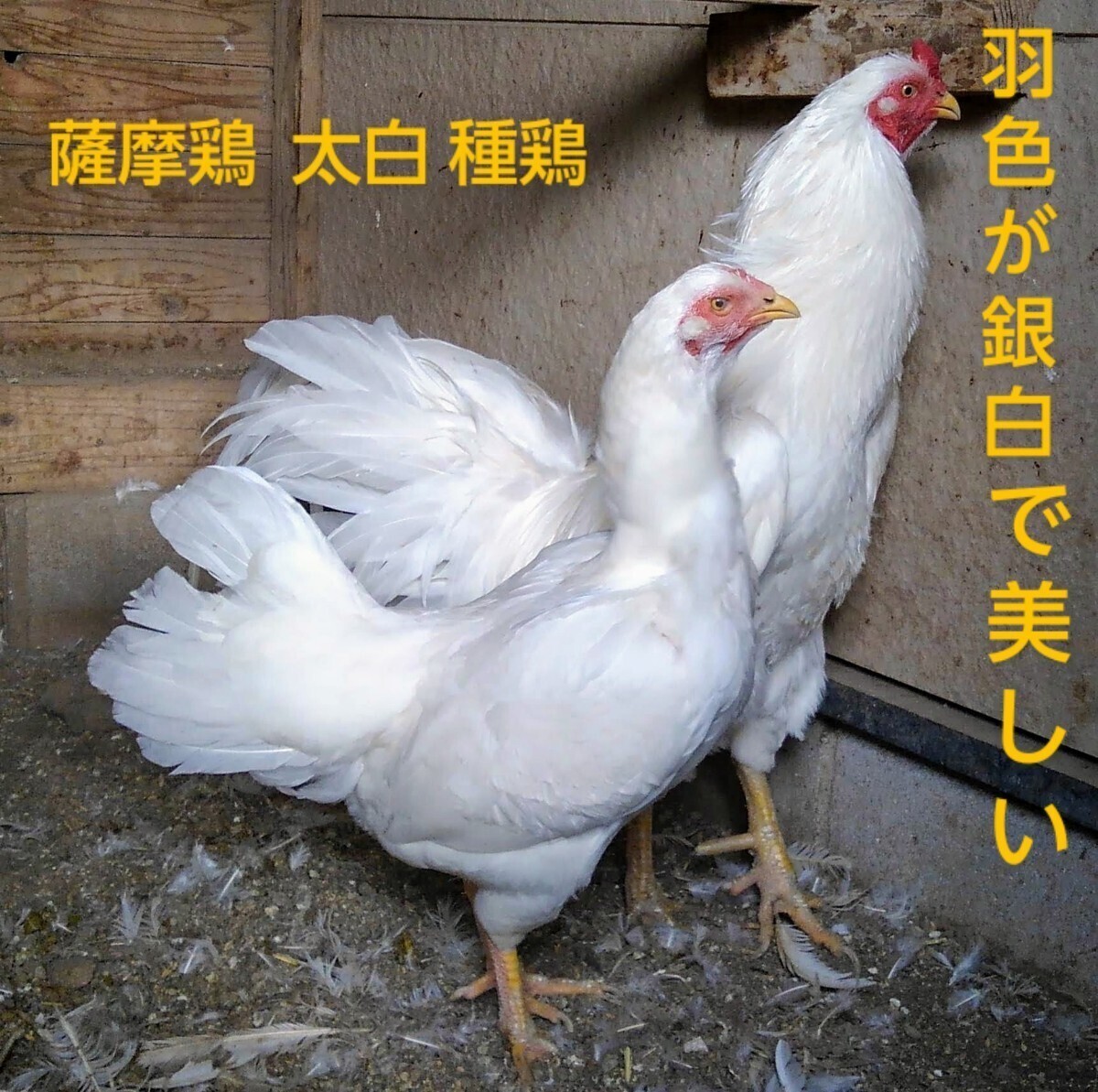 天然記念物薩摩鶏【鹿児島産】太白(たいはく)【食用有精卵10個】YouTubeみっちー薩摩鶏_品評会優勝系統です。