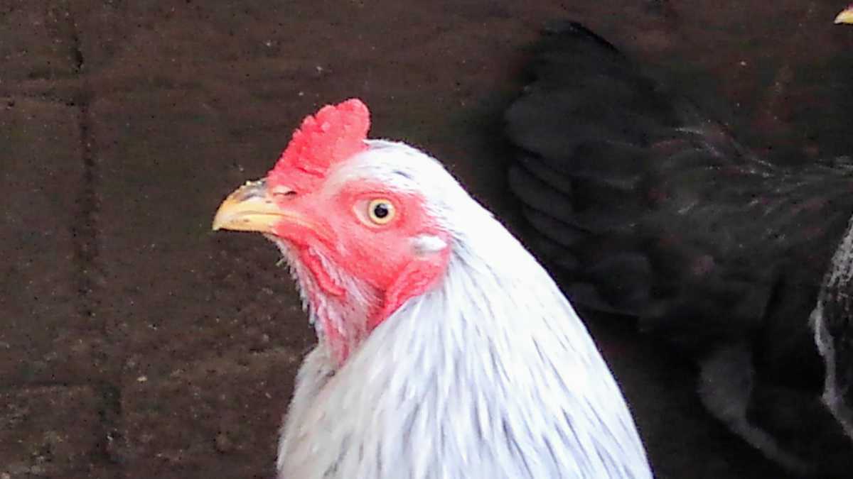 *[ натуральный память предмет Satsuma курица ] еда для иметь . яйцо [ белый .6 шт ] YouTube...- Satsuma курица 