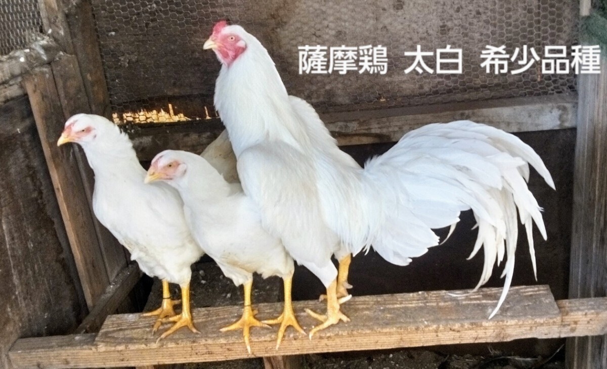 天然記念物薩摩鶏【鹿児島産】太白(たいはく)【食用有精卵10個】YouTubeみっちー薩摩鶏_画像1