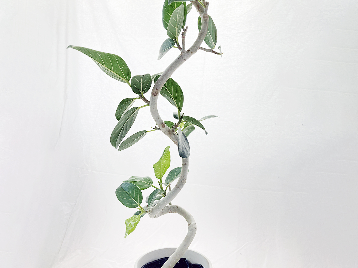 【レア】フィカス ベンガレンシス ２段螺旋曲げ 約85cm 観葉植物 ゴムの木_画像4