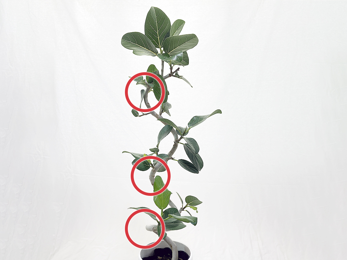 【レア】フィカス ベンガレンシス ２段螺旋曲げ 約85cm 観葉植物 ゴムの木_画像2