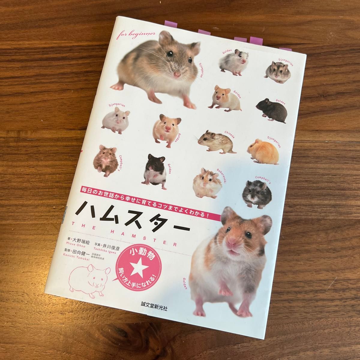 ハムスター　毎日のお世話から幸せに育てるコツまでよくわかる！ （小動物★飼い方上手になれる！） 大野瑞絵／著