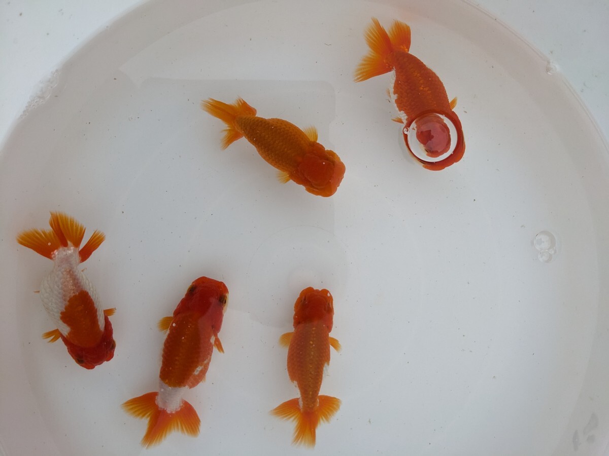  Uno group golgfish 2 -years old 5 pcs 