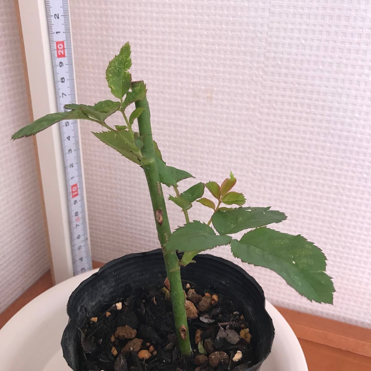 人氣 切り花品種  挿し木