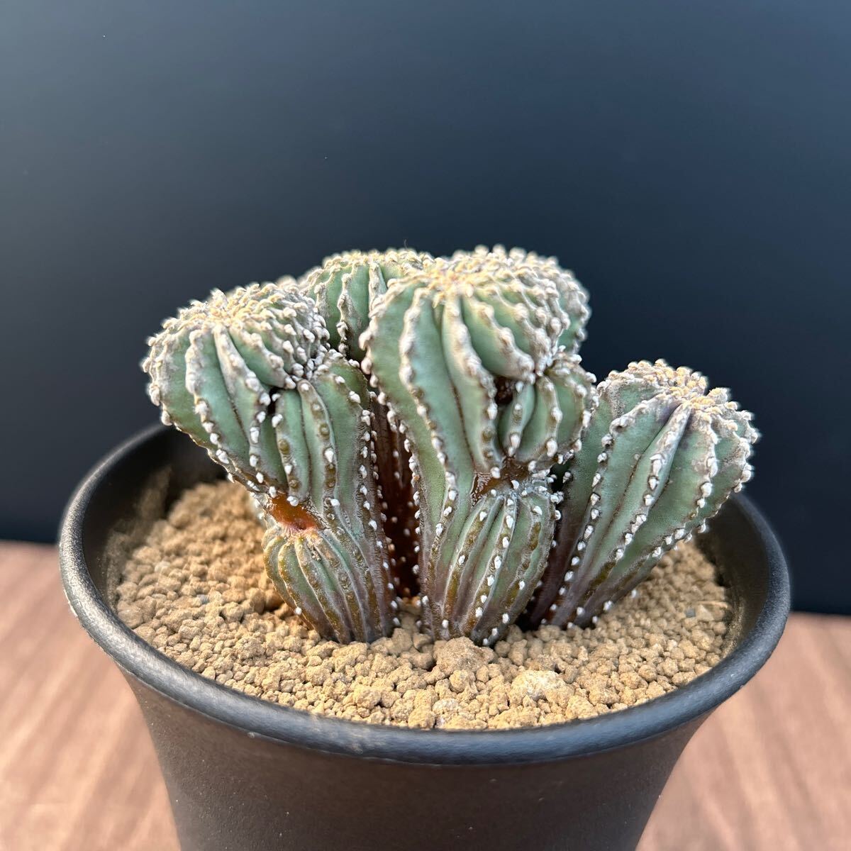 Bibian 比比昂- メキシカーナ群生実生ゲオヒントニアサボテン Bibian 比比昂- メキシカーナ群生実生ゲオヒントニアサボテン