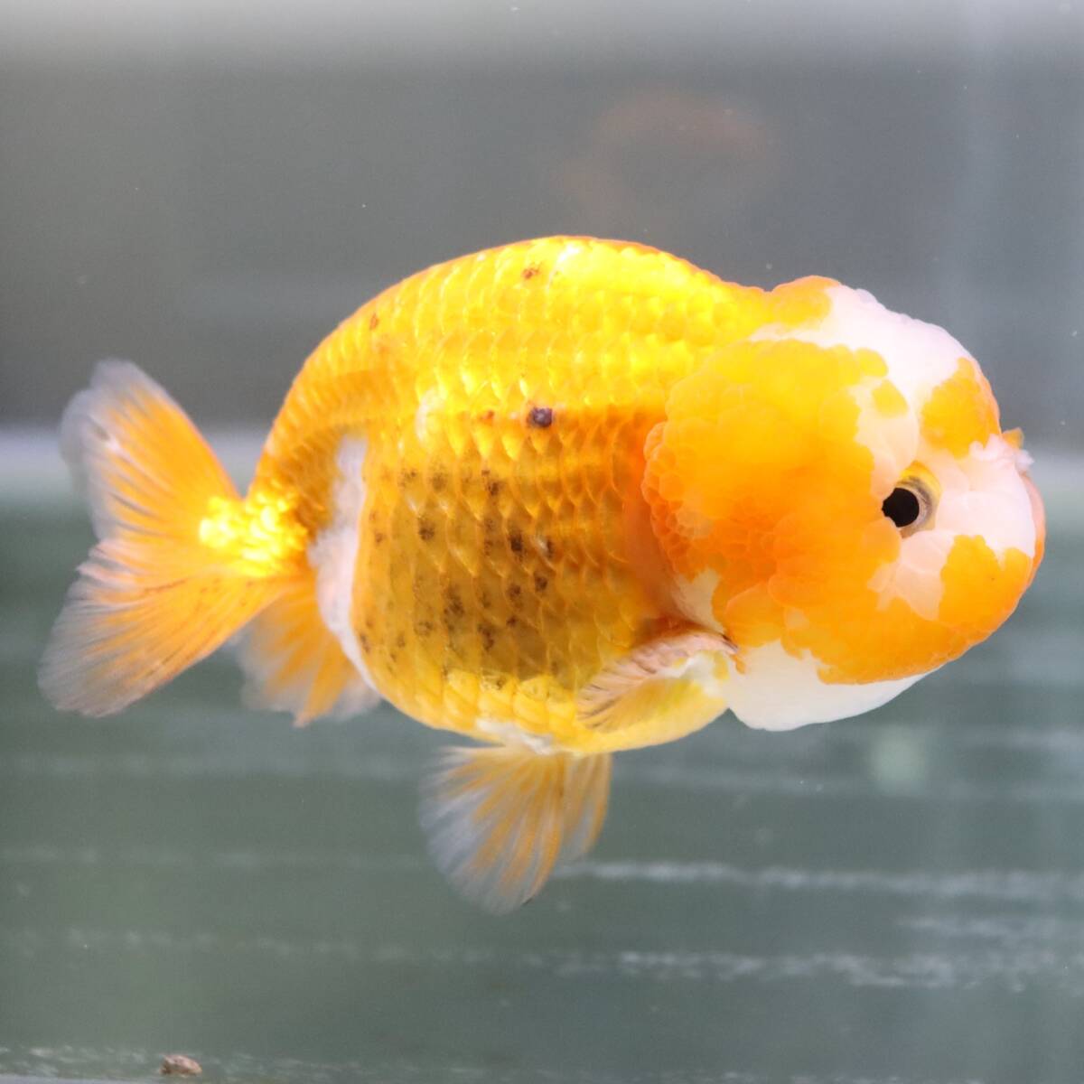 [5/29 exhibition end ][AquaPro.H].. golgfish 10cm commodity number 04146( including in a package possible )(. put on guarantee equipped )