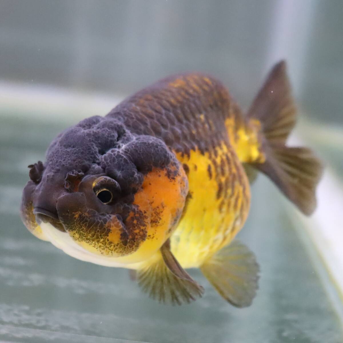 [5/29 exhibition end ][AquaPro.H] Tiger golgfish 10cm commodity number 041413( including in a package possible )(. put on guarantee equipped )