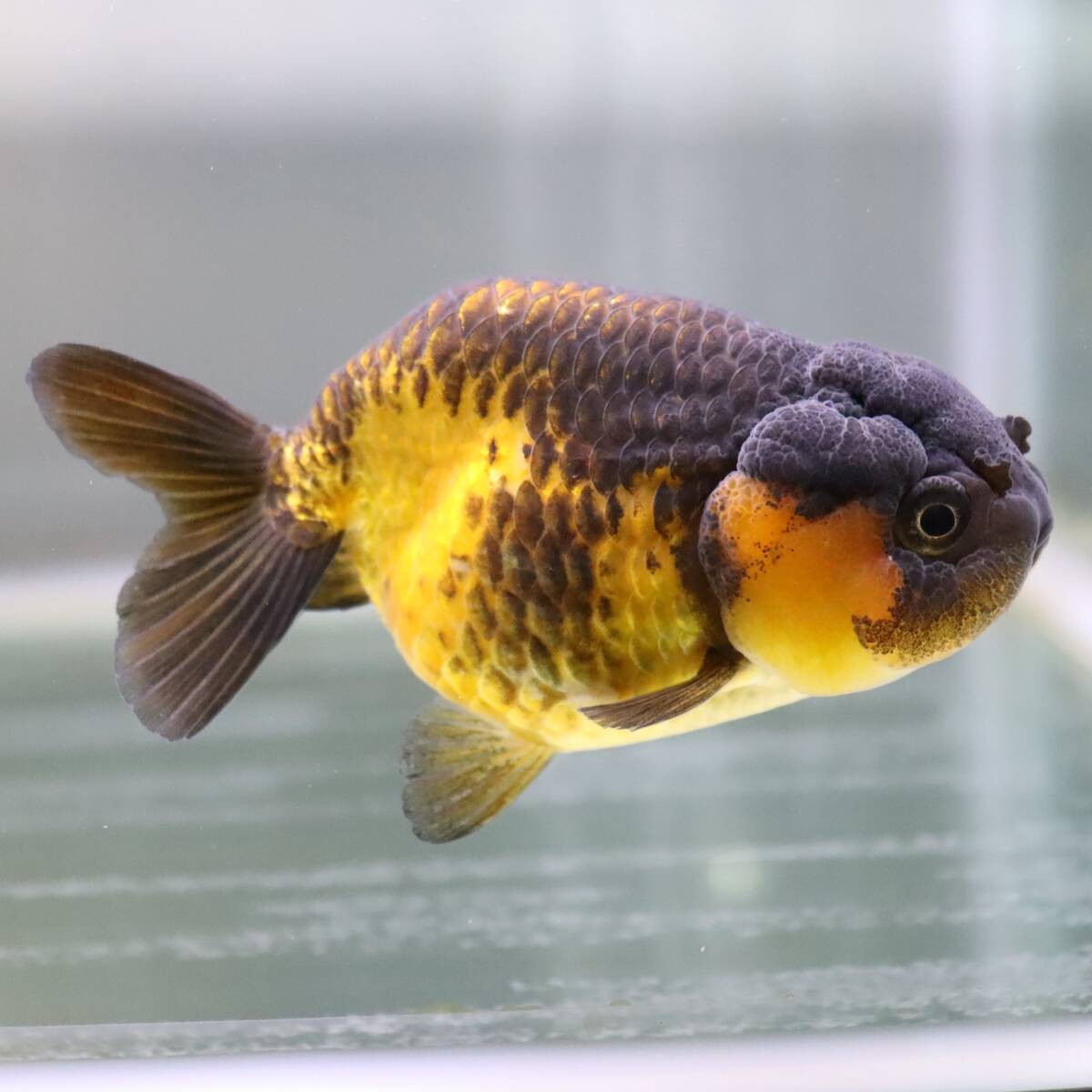 [5/29 exhibition end ][AquaPro.H] Tiger golgfish 10cm commodity number 041413( including in a package possible )(. put on guarantee equipped )