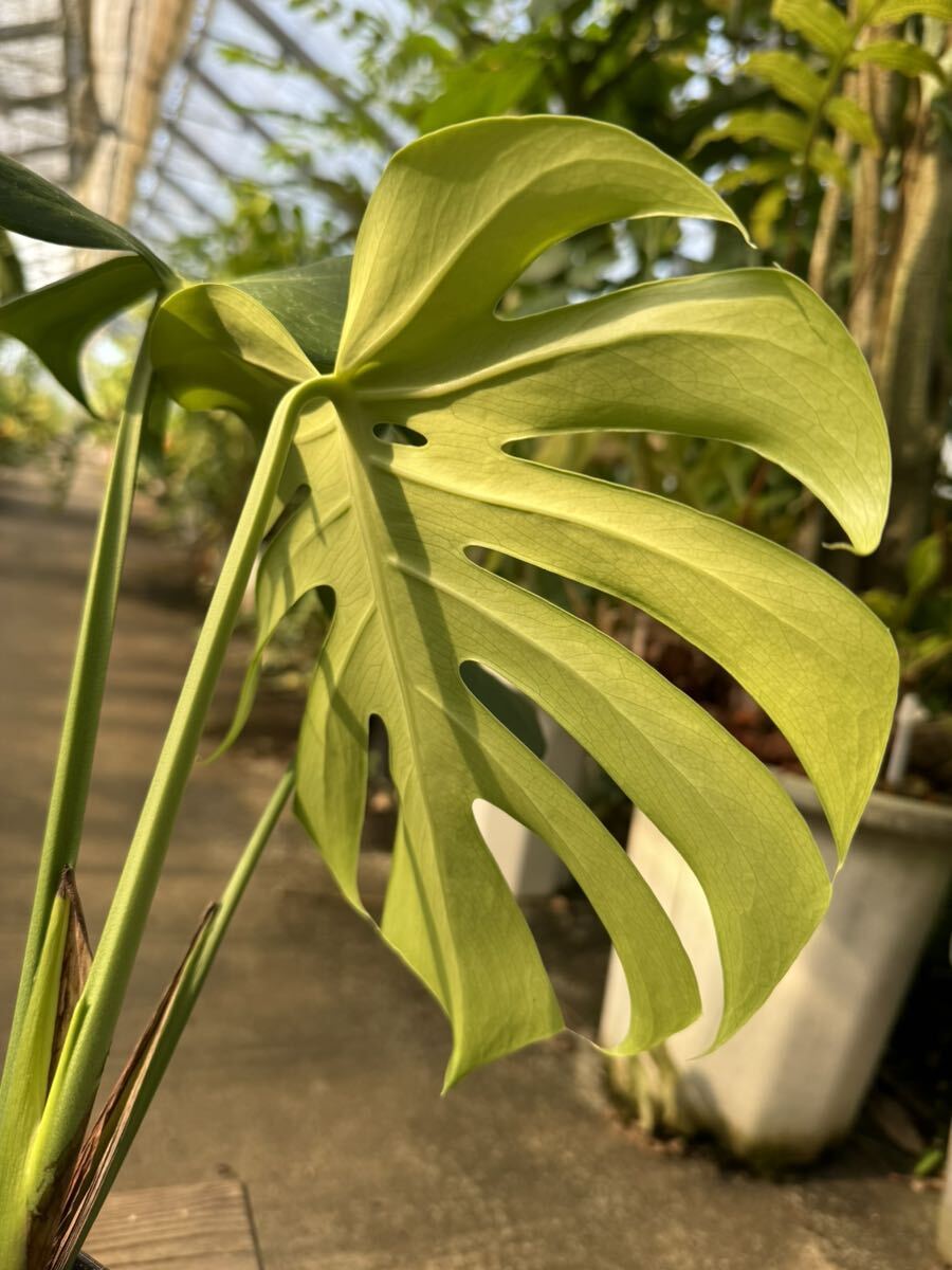 モンステラ・デリシオサ・コンパクタ ★ Monstera Deliciosa Compacta の画像6