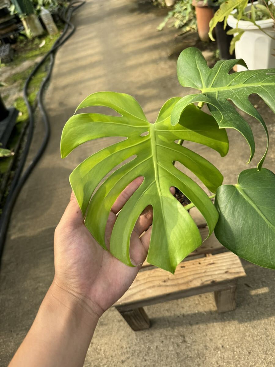 モンステラ・デリシオサ・コンパクタ ★ Monstera Deliciosa Compacta の画像3