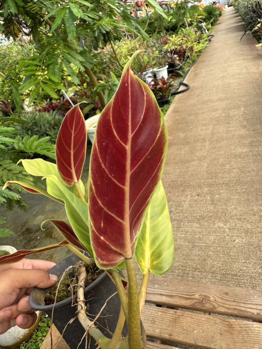 フィロデンドロン・サブハスタータム ★ Philodendron Sabhastatumの画像7