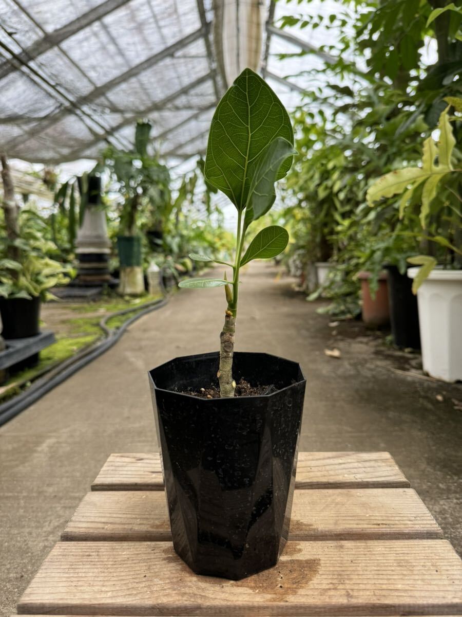 フィッカス・ベンガレンシス・クリシュナ ★ Ficus Benghalensis ' Krishnae '_画像2