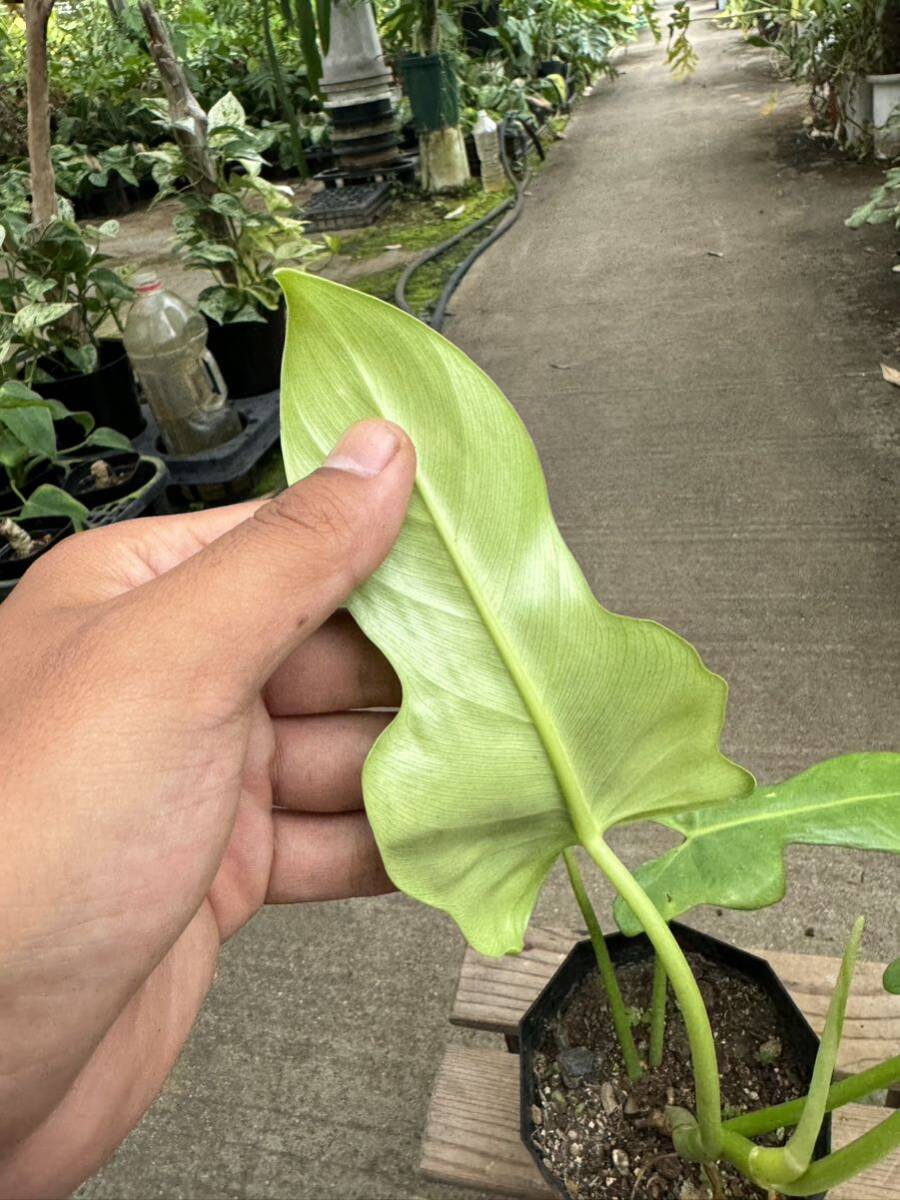 フィロデンドロン・ビペンニフォリウム・オーレア ★Philodendron Bipennifolium Aurea_画像9