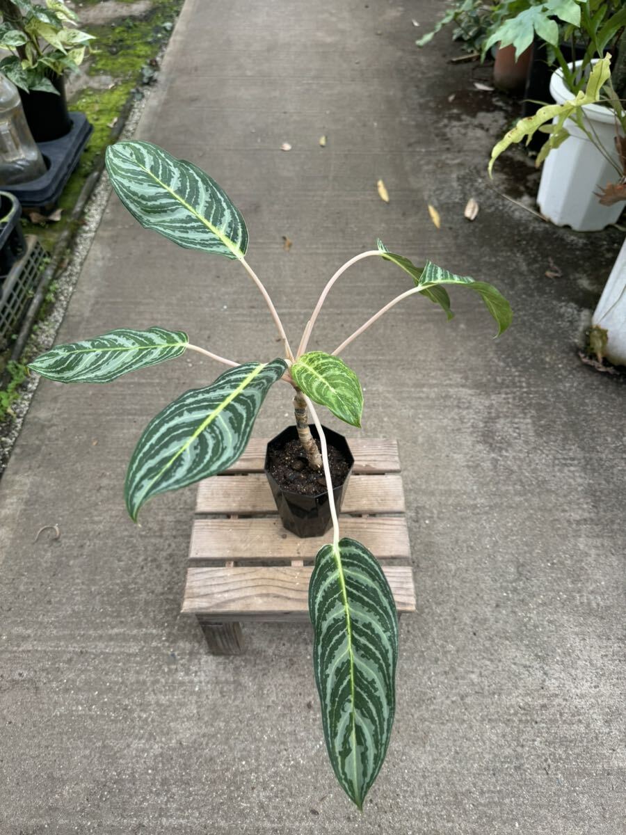 アグラオネマ・ニティドゥム・ピンクステム ★ Aglaonema Nitidum Pink-Stem_画像2