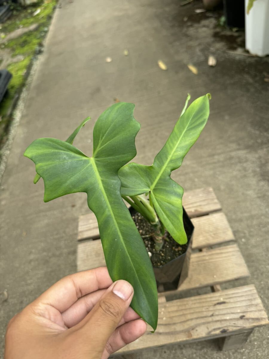 フィロデンドロン・ゴールデンドラゴン・ナローリーフ ★ Philodendron Golden-Dragon ' Narrow-Leaf '_画像3