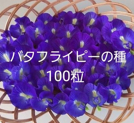 バタフライピーの種【農薬不使用】ネコポス