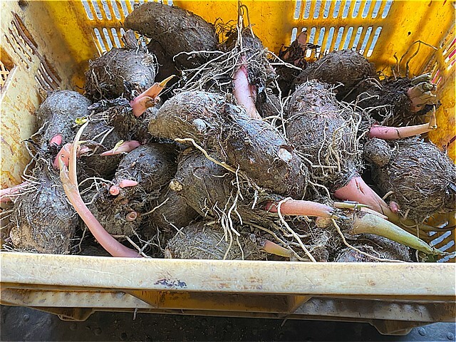 数量限定 格安!! セレベス 里芋 種芋 １０キロ 特大サイズ の画像2