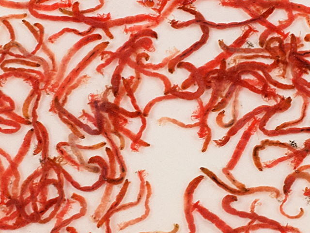 富城物産 冷凍餌 天然アカムシ100gx12枚 (1枚200円)　メダカの餌 金魚の餌 冷凍赤虫 冷凍エサ　管理クール60_画像2