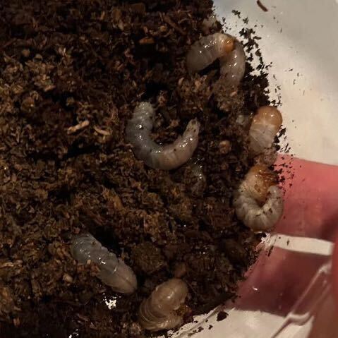 nijiiro stag beetle larva 10 head (6 head + guarantee 4 head including in a package ) * explanation obligatory reading individual. addition respondent consultation..