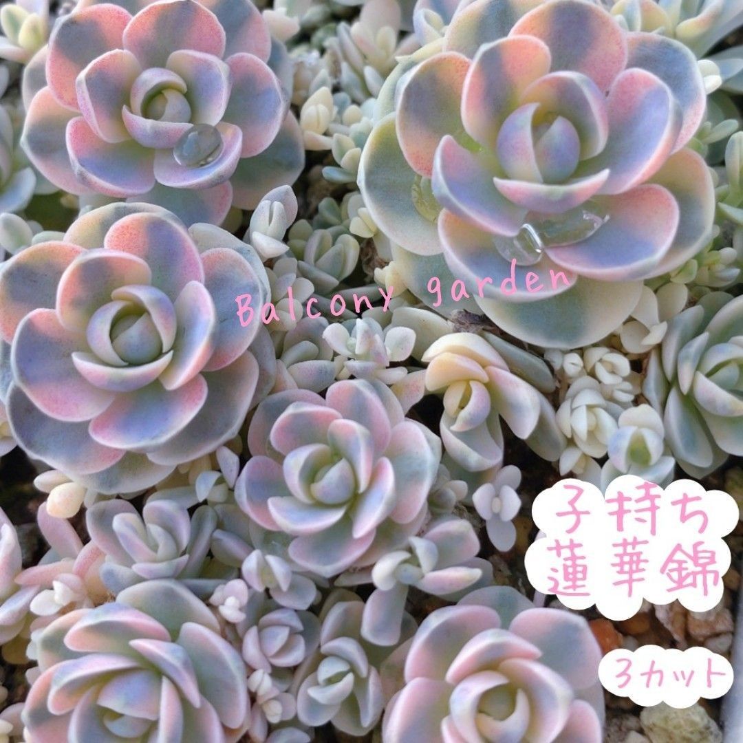 子持ち蓮華錦 多肉植物 発根済み|Yahoo!フリマ(旧PayPayフリマ) 子持ち蓮華錦 多肉植物 発根済み|Yahoo!フリマ(旧PayPayフリマ)