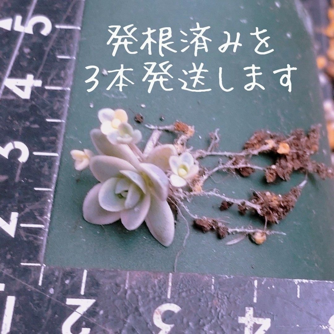 子持ち蓮華錦 多肉植物 発根済み