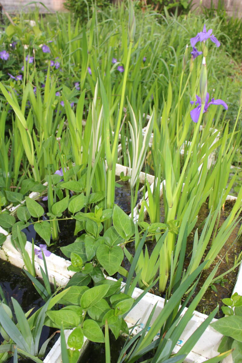 斑入りカキツバタ（紫花と白花おまけ）計３株_画像1