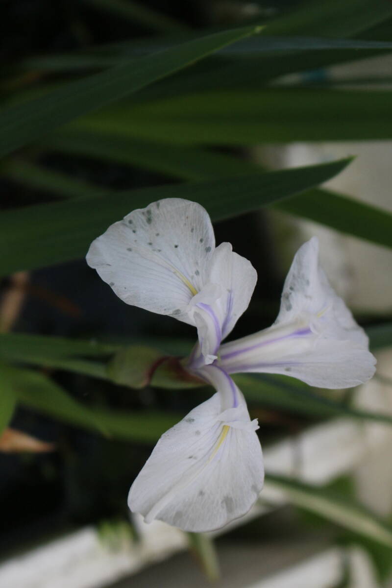 カキツバタラベル落ち５株セット+１株（おまけ）計６株_画像5