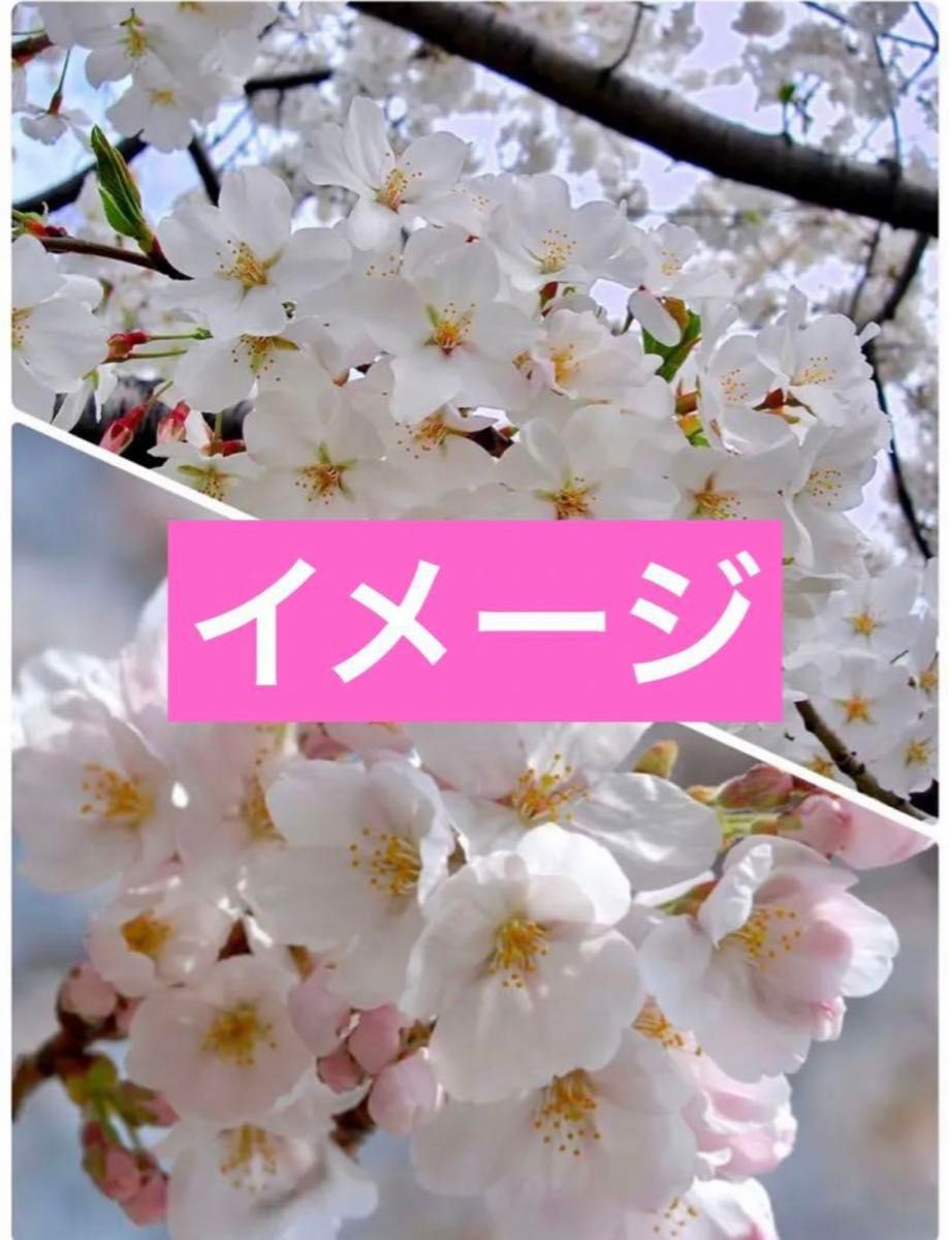 ソメイヨシノ桜　抜き苗1株