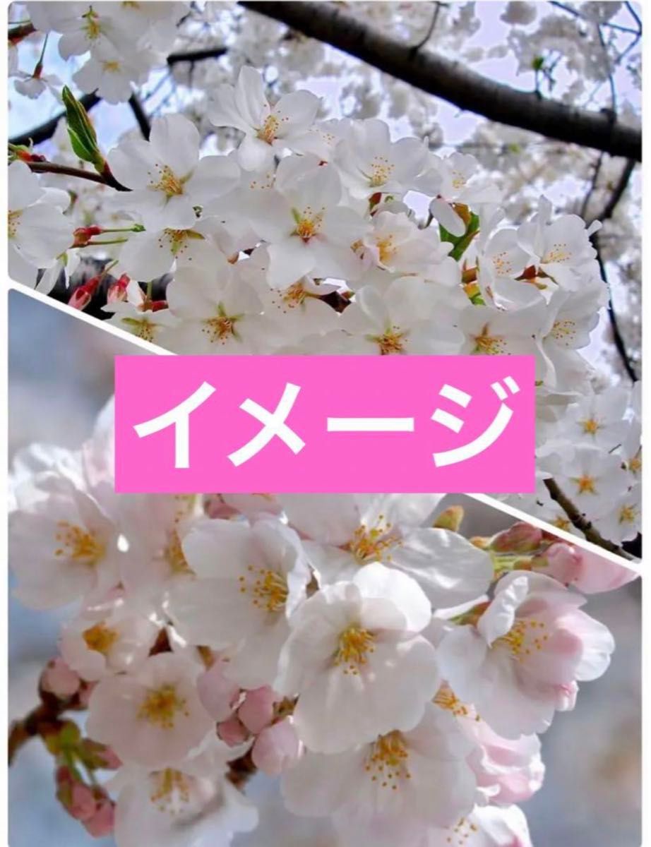 ソメイヨシノ桜　抜き苗1株　(虫食いや葉焼けあり)