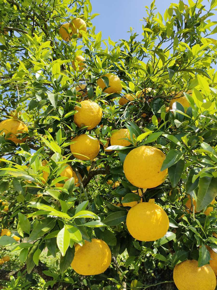 (送料無料) 無農薬栽培 無肥料 自然栽培 甘夏みかん 10キロ以上 平日のみ発送 金曜から日曜落札分は翌週月曜発送の画像1